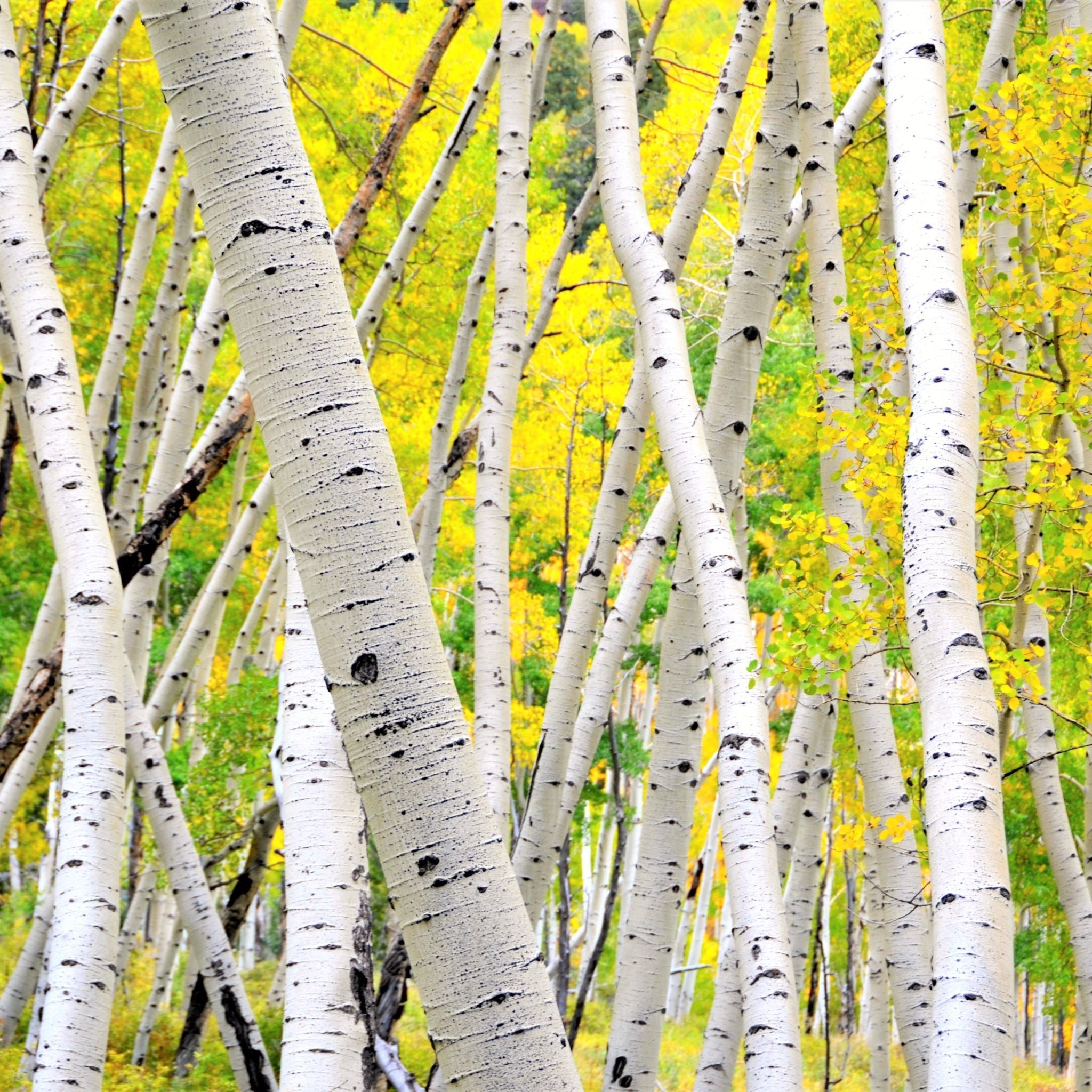 The Beauty Secrets of Aspen Bark: The Natural Skin Saver