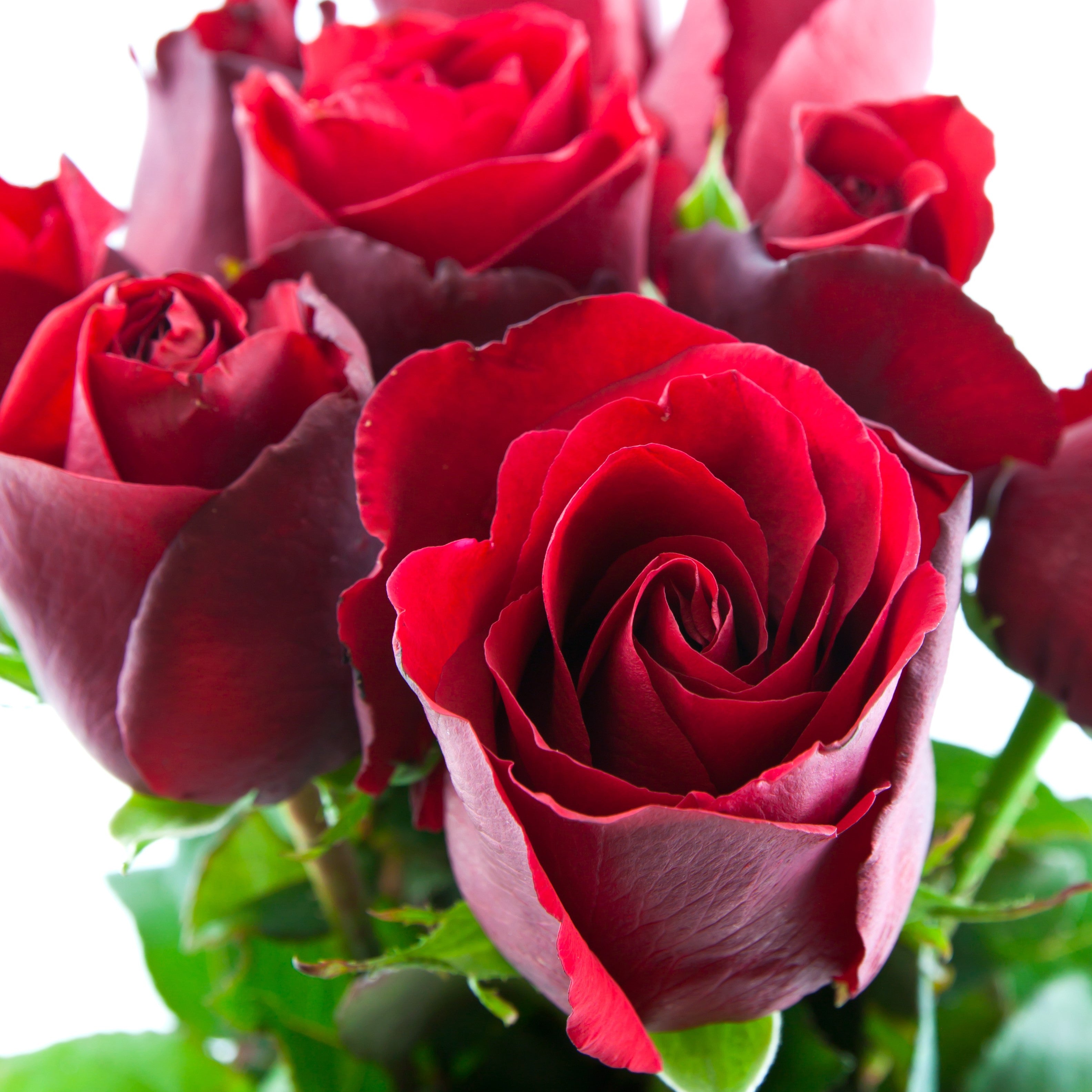 Rose bouquet MerryBath.com <a href='http://www.freepik.com/free-photo/day-floral-decor-dating-bloom_1047661.htm'>Designed by Freepik</a>