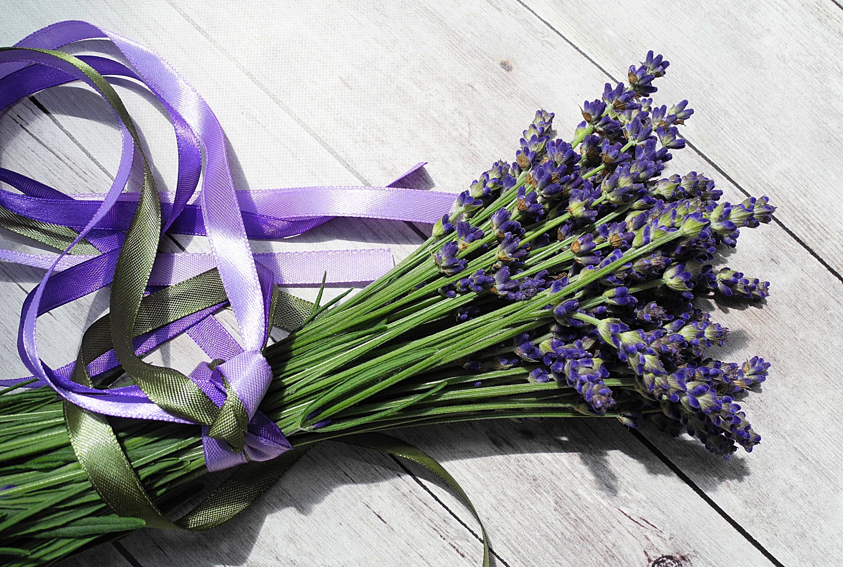 Lavender Collection - MerryBath.com - Photo by Crepessuzette--4345220