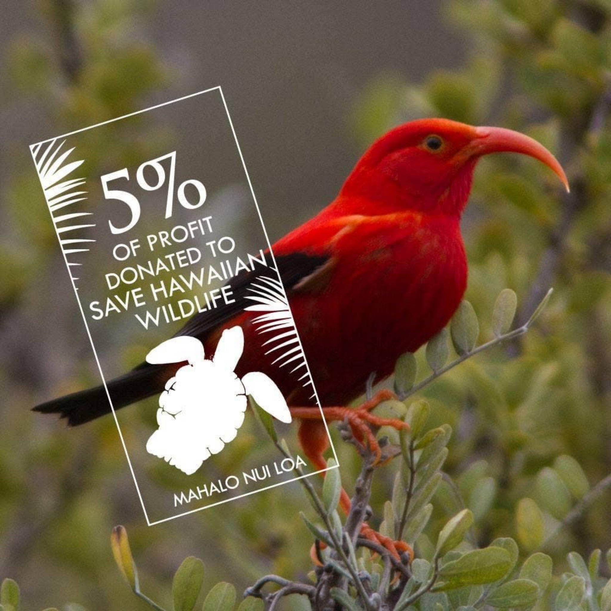 Charity promo card with red bird and 5% profit donation text