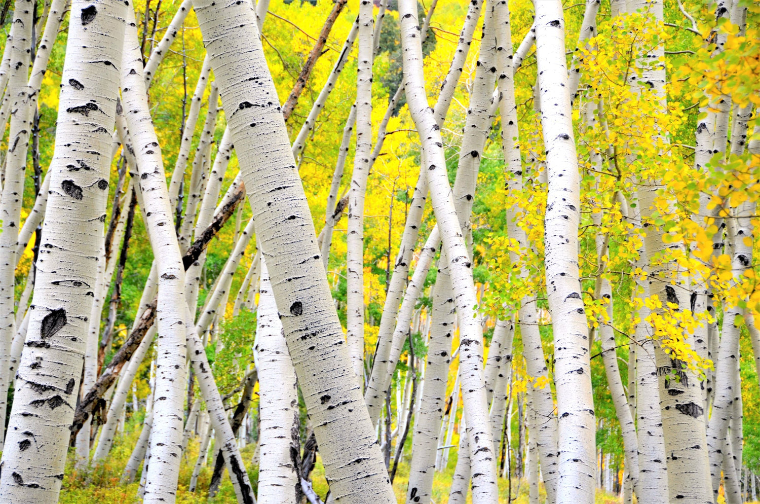 The Beauty Secrets of Aspen Bark: The Natural Skin Saver