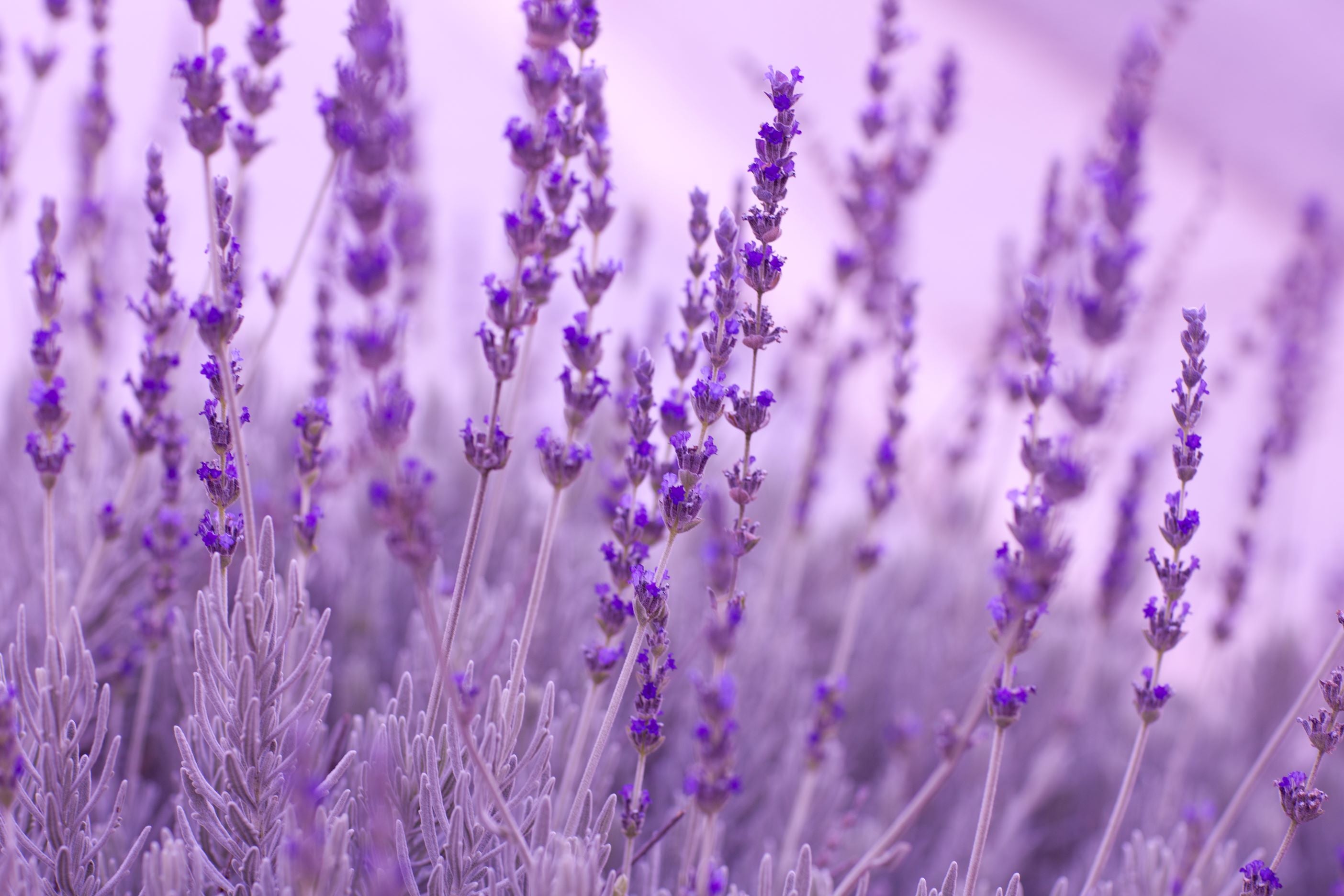 Lavender Bath products - Lavender field