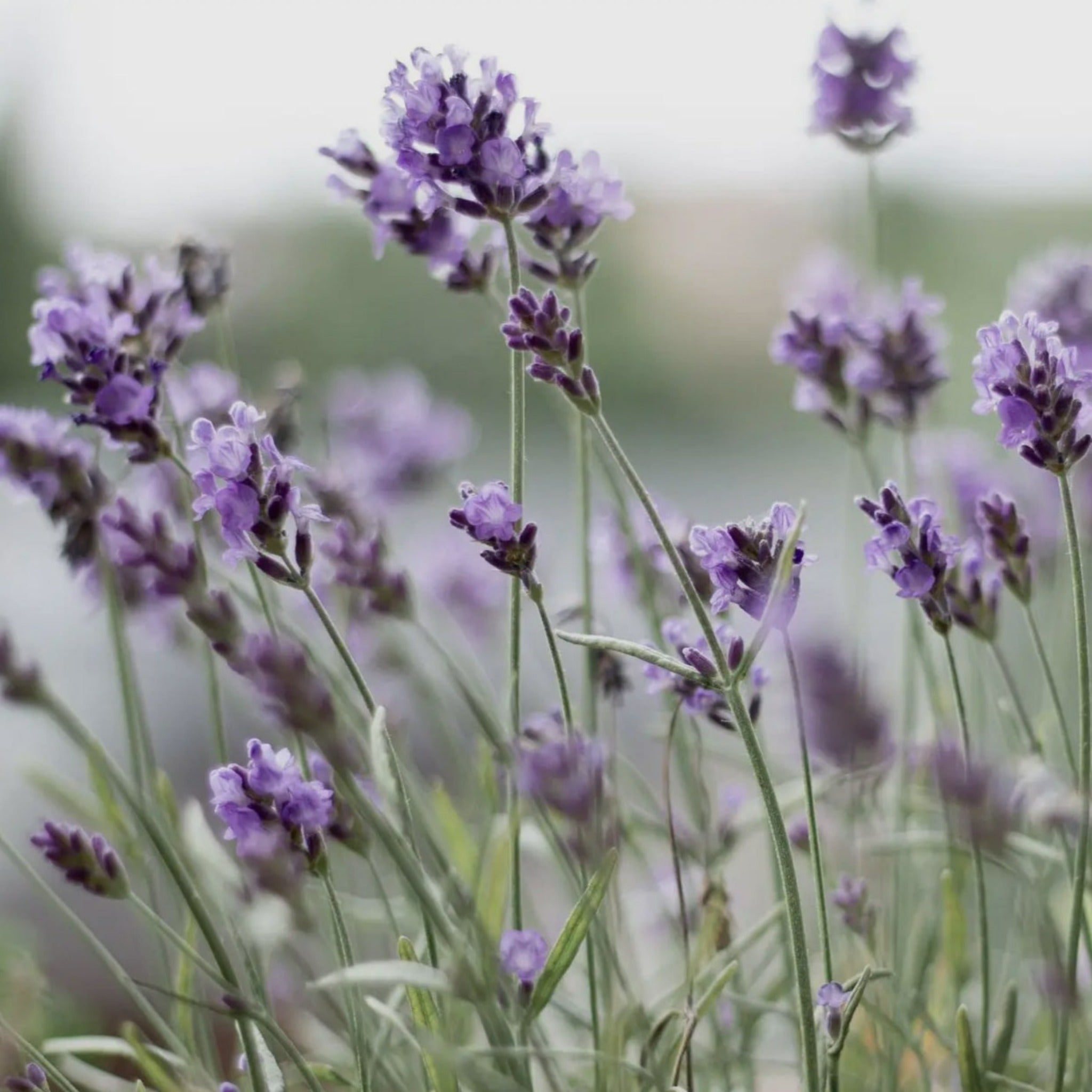 Organic Lavender & Flaxseed EYE PILLOW