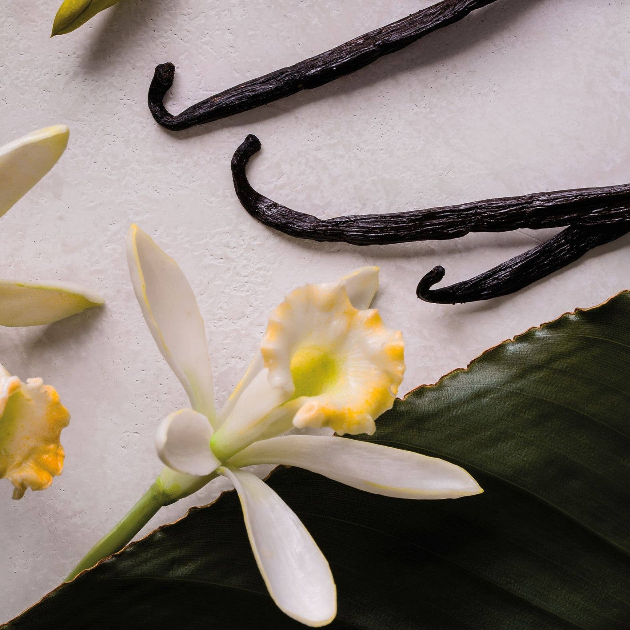 MEDITERRANEAM VANILLA BLOSSOM Body Wash