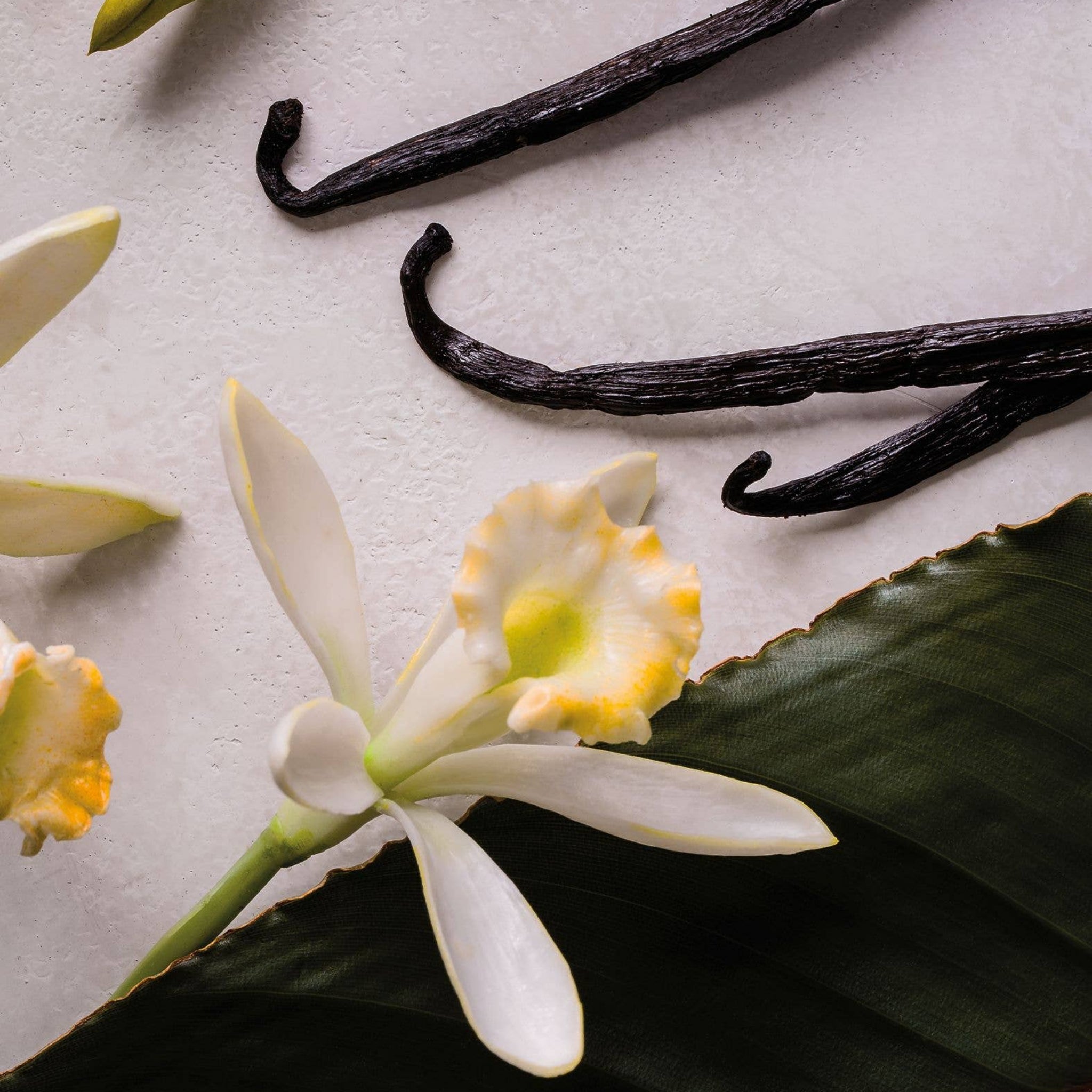 MEDITERRANEAN VANILLA BLOSSOM Body Smoothing Milk